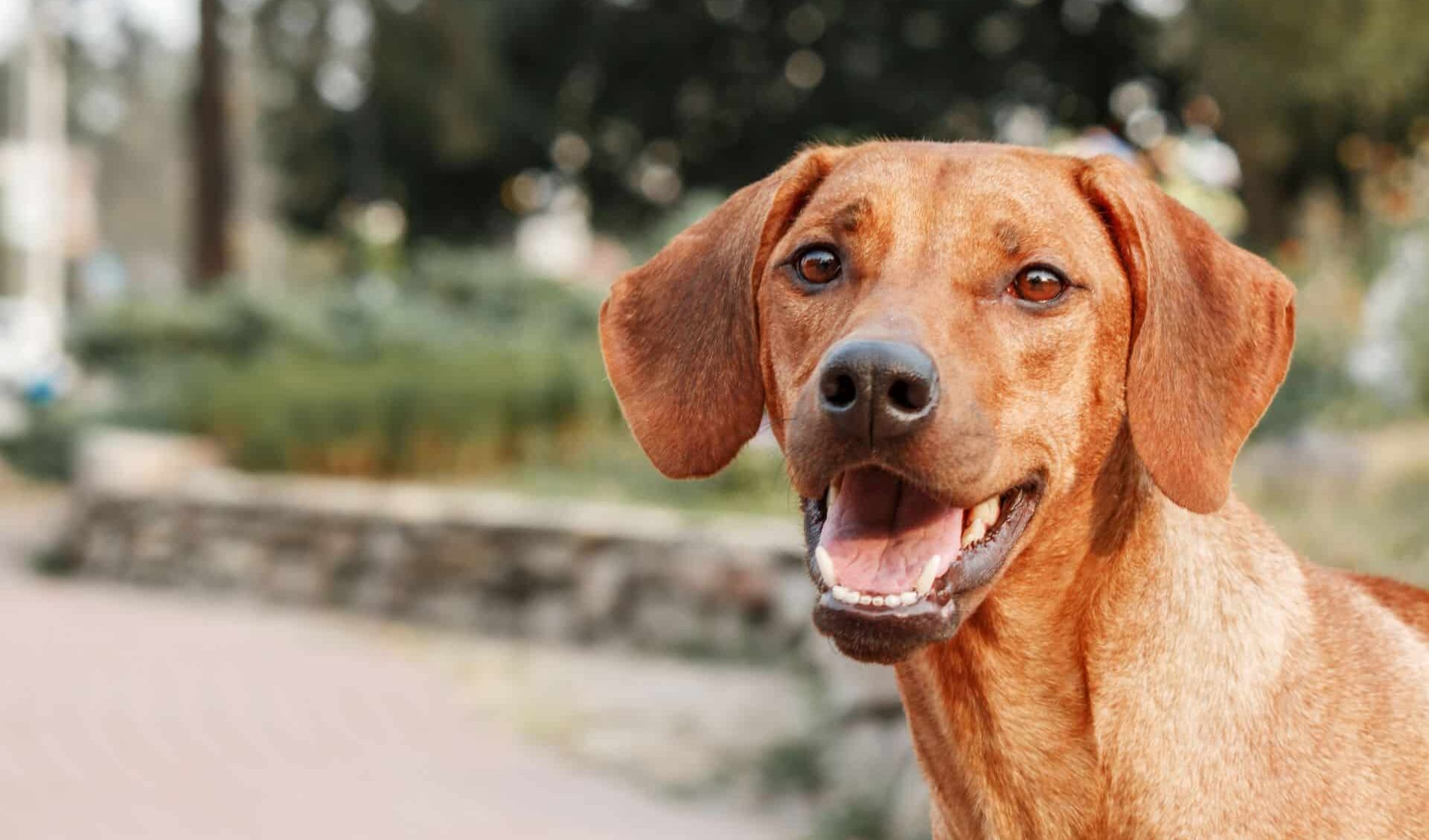 A brown dog with floppy ears is looking at the camera with its mouth open, standing in an outdoor setting.